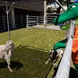 thumbnail for publication: Guide to Performing McMaster’s Fecal Egg Count for Small Ruminants